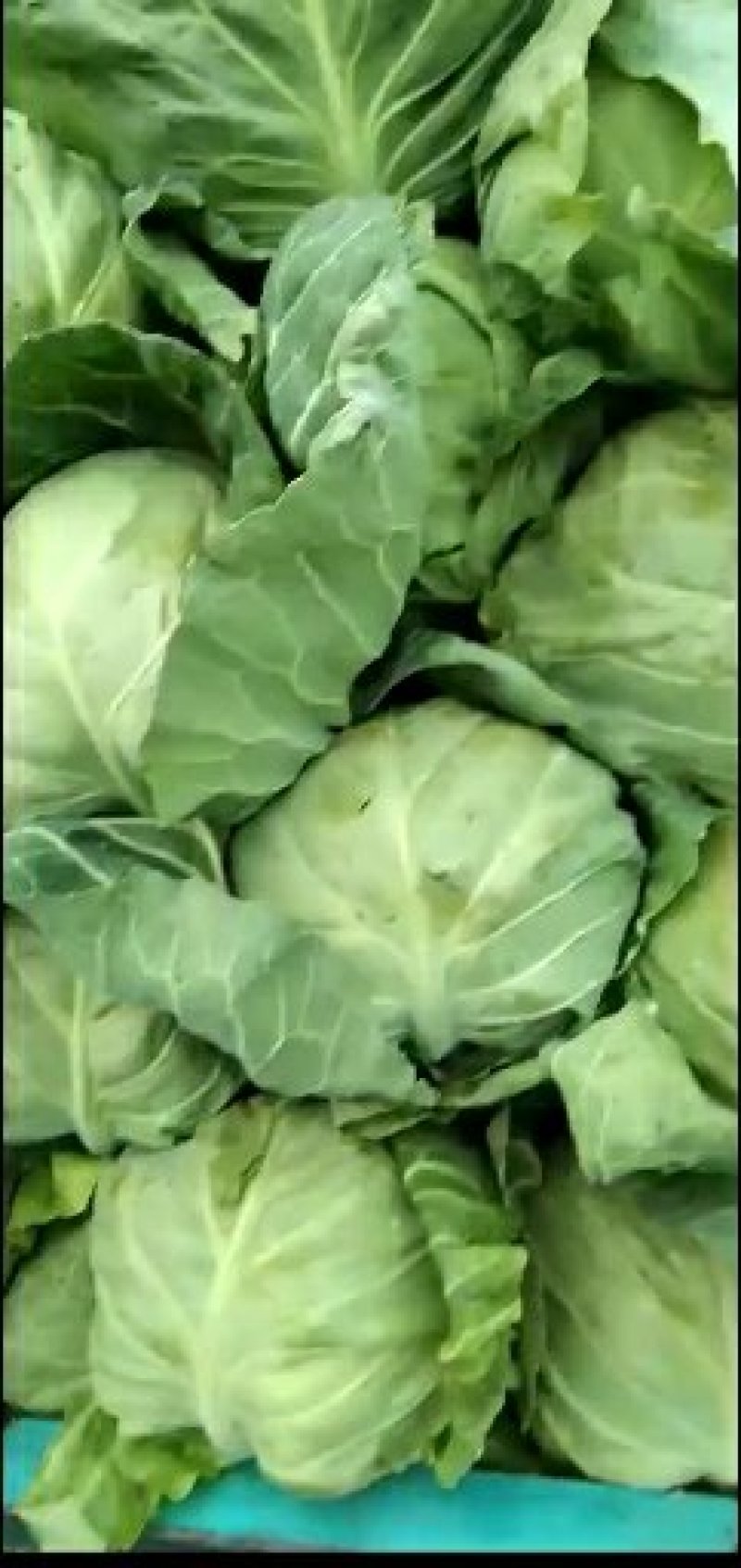包菜精品1~2公斤