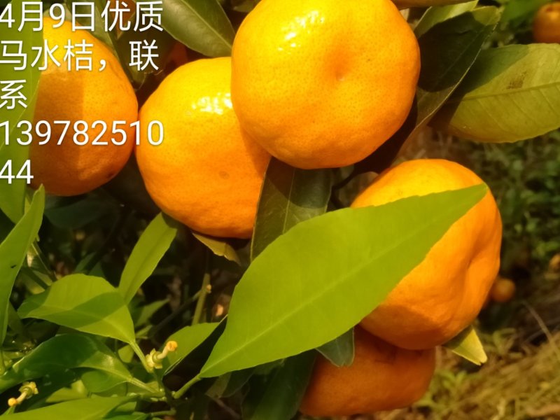 马水精品，甜蜜蜜糖分充足，限量版，欲购从速