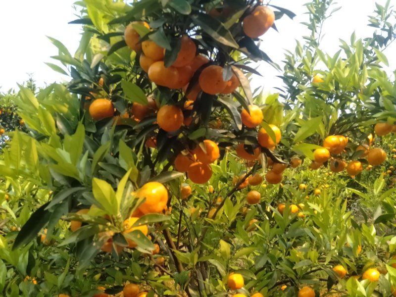 马水精品，甜蜜蜜糖分充足，限量版，欲购从速