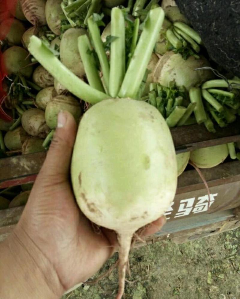 山东省莘县秋季心里美萝卜上市了，质量保证可视频看货。