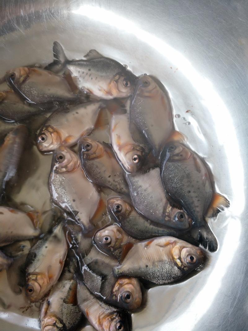 优质淡水白鲳鱼苗鲳鱼苗红鲳鱼鱼养殖鱼（大小各种规格）