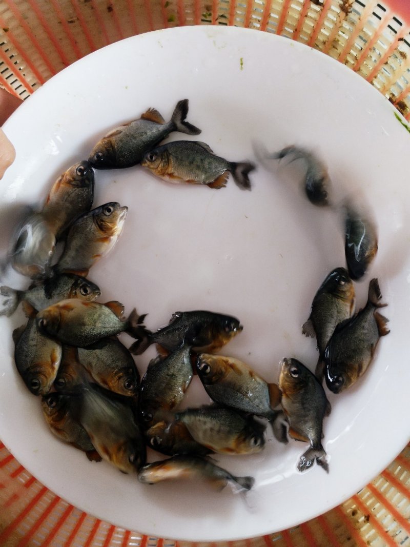 优质淡水白鲳鱼苗鲳鱼苗红鲳鱼鱼养殖鱼（大小各种规格）