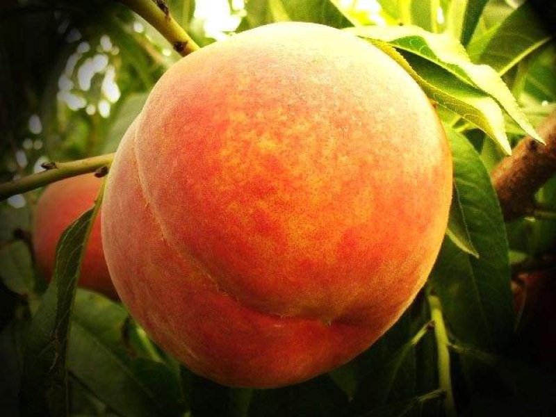 大荔县露天520、郑三毛桃大量上市正在热卖中，基地直发