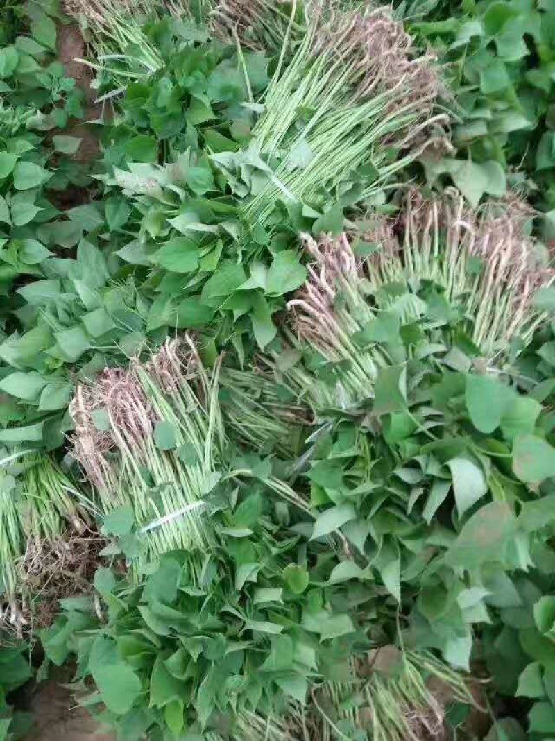 各种地瓜苗
