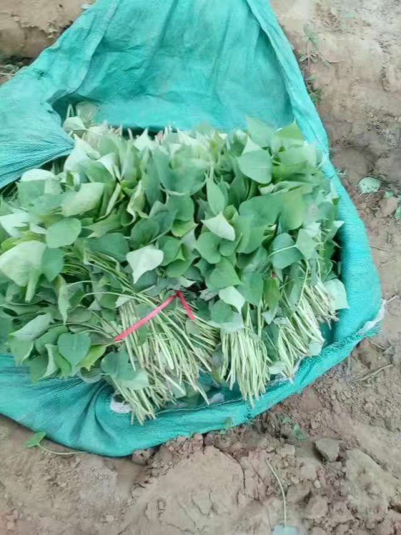 各种地瓜苗