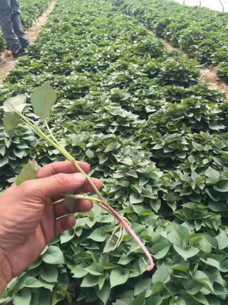 各种地瓜苗