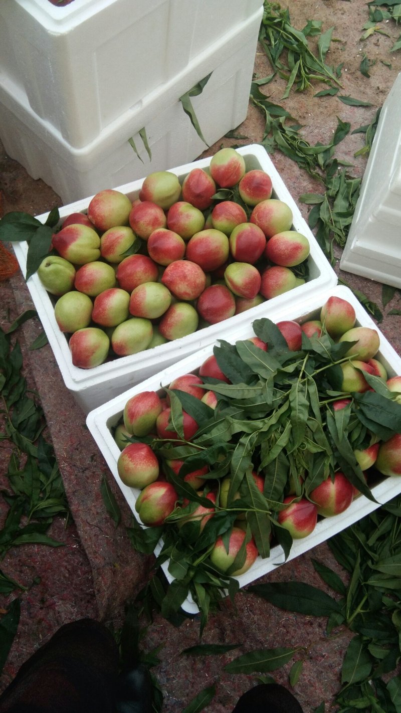 大棚油桃大量上市价格优惠。货源充足。保质保量