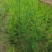 芦笋种苗多年生芦笋种根多年生蔬菜苗四季种植
