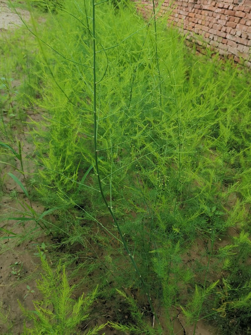 芦笋种苗多年生芦笋种根多年生蔬菜苗四季种植