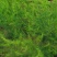 芦笋种苗多年生芦笋种根多年生蔬菜苗四季种植