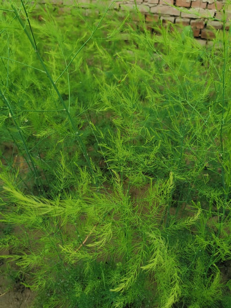 芦笋种苗多年生芦笋种根多年生蔬菜苗四季种植