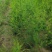 芦笋种苗多年生芦笋种根多年生蔬菜苗四季种植