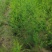芦笋种苗多年生芦笋种根多年生蔬菜苗四季种植