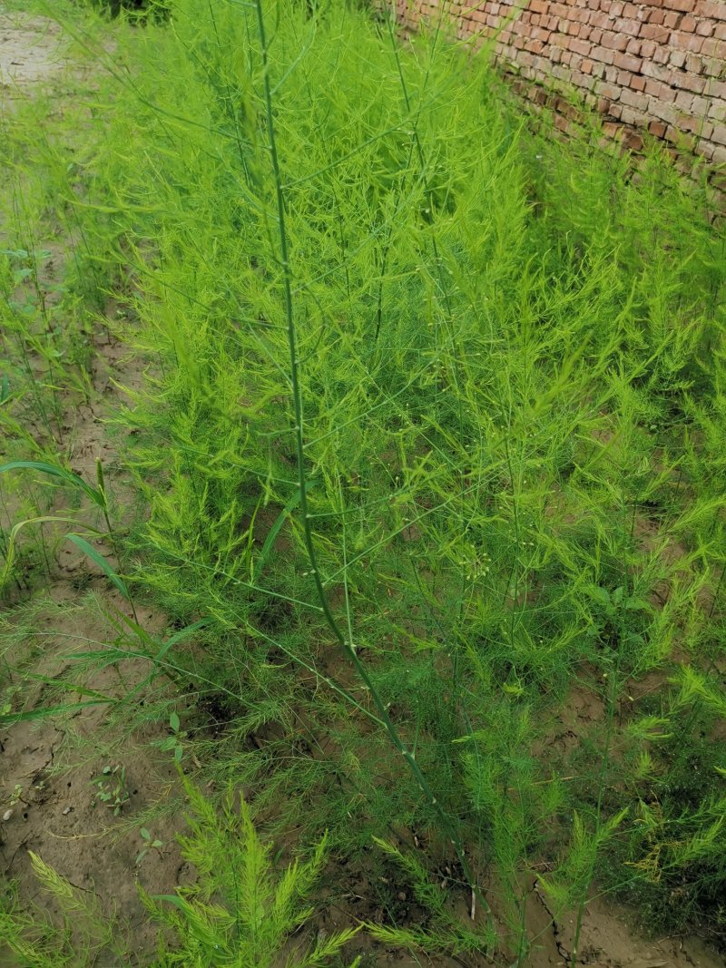 芦笋种苗多年生芦笋种根多年生蔬菜苗四季种植