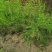 芦笋种苗多年生芦笋种根多年生蔬菜苗四季种植