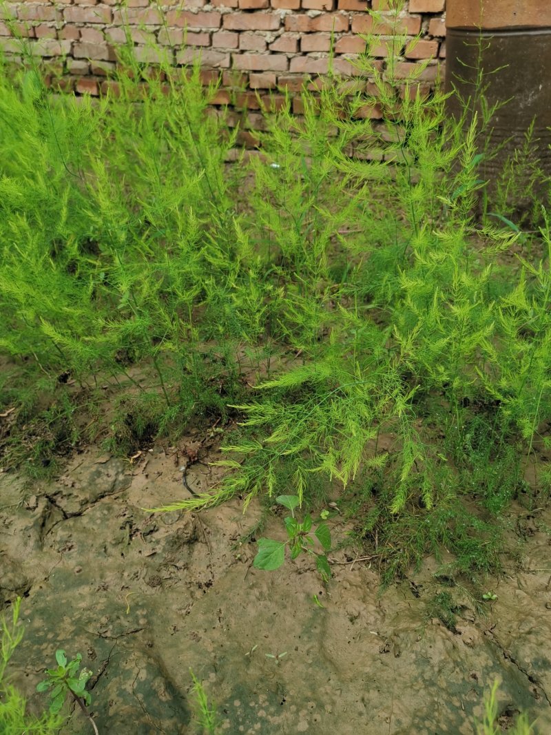 芦笋种苗多年生芦笋种根多年生蔬菜苗四季种植