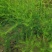 芦笋种苗多年生芦笋种根多年生蔬菜苗四季种植