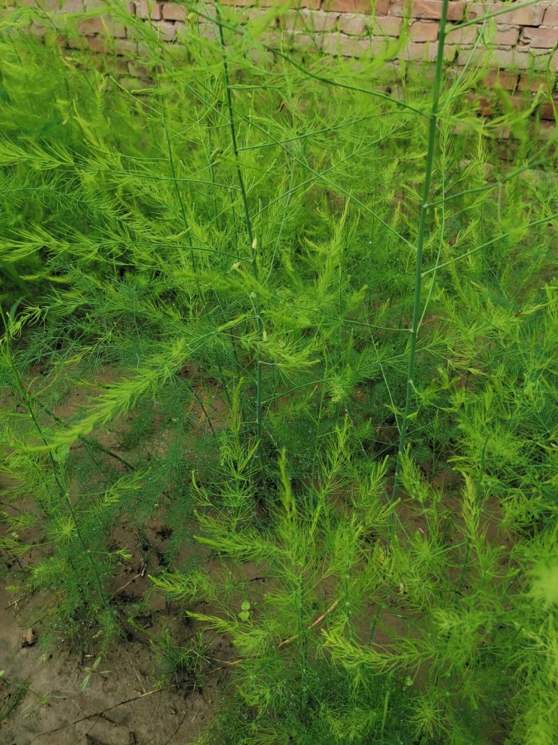 芦笋种苗多年生芦笋种根多年生蔬菜苗四季种植