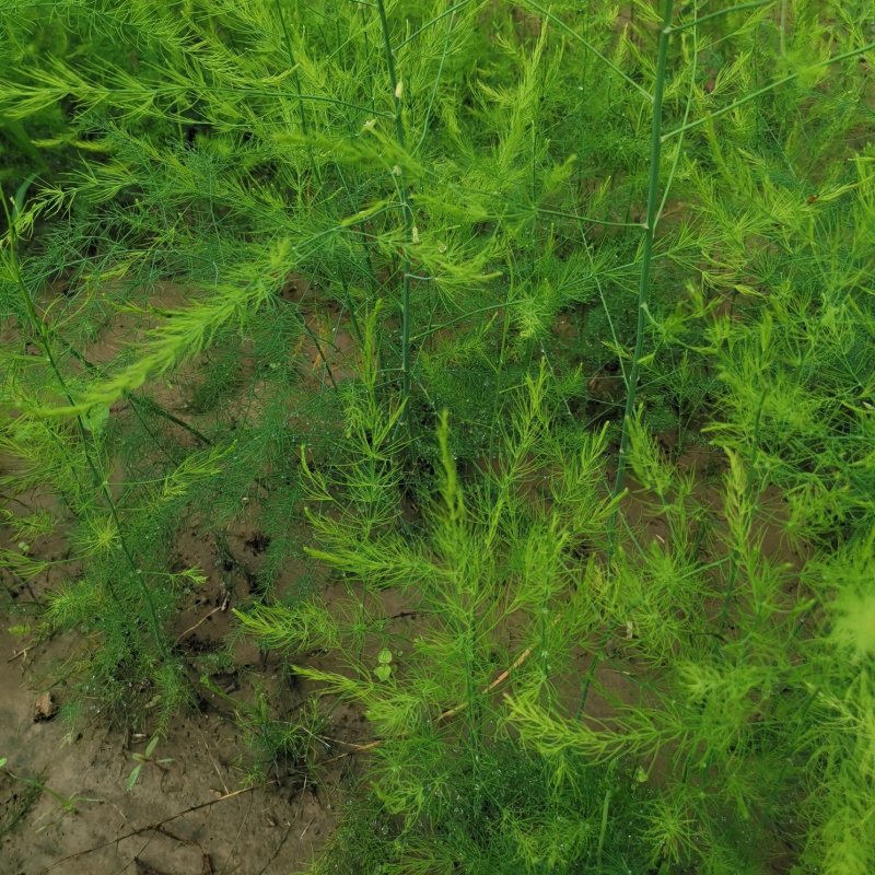 芦笋种苗多年生芦笋种根多年生蔬菜苗四季种植