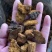白桦茸黄褐孔菌煮水规格齐全2斤包邮