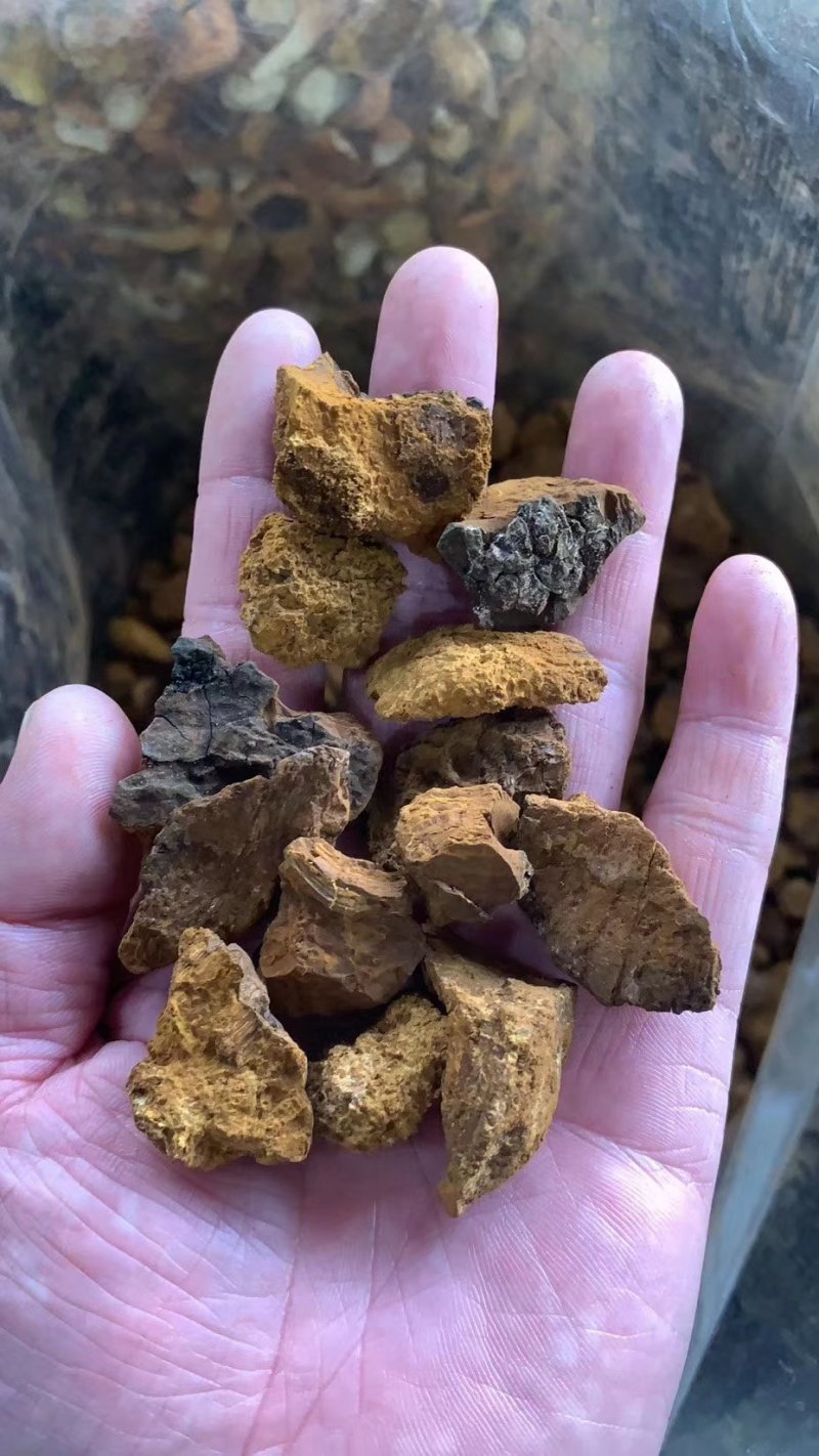 白桦茸黄褐孔菌煮水规格齐全2斤包邮