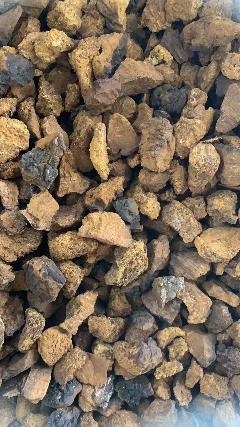 白桦茸黄褐孔菌煮水规格齐全2斤包邮