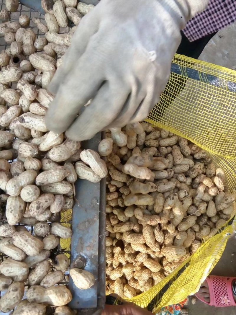 【商超】大白沙鲜花生带壳白皮鲜货，颗粒饱满