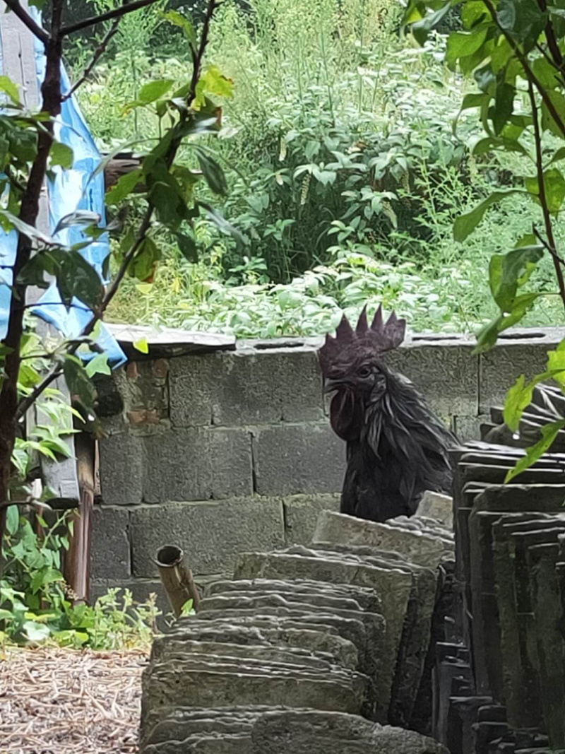 正宗林下散养乌骨鸡