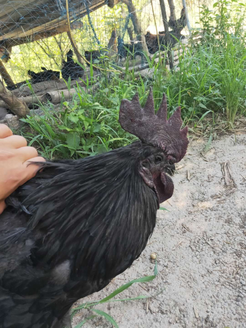 正宗林下散养乌骨鸡