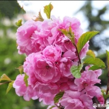 日本樱花苗南北方种植樱花树苗盆栽花卉植物工程庭院绿化苗风