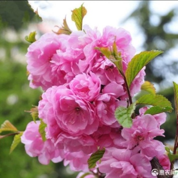 日本樱花苗南北方种植樱花树苗盆栽花卉植物工程庭院绿化苗风