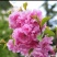 日本樱花苗南北方种植樱花树苗盆栽花卉植物工程庭院绿化苗风