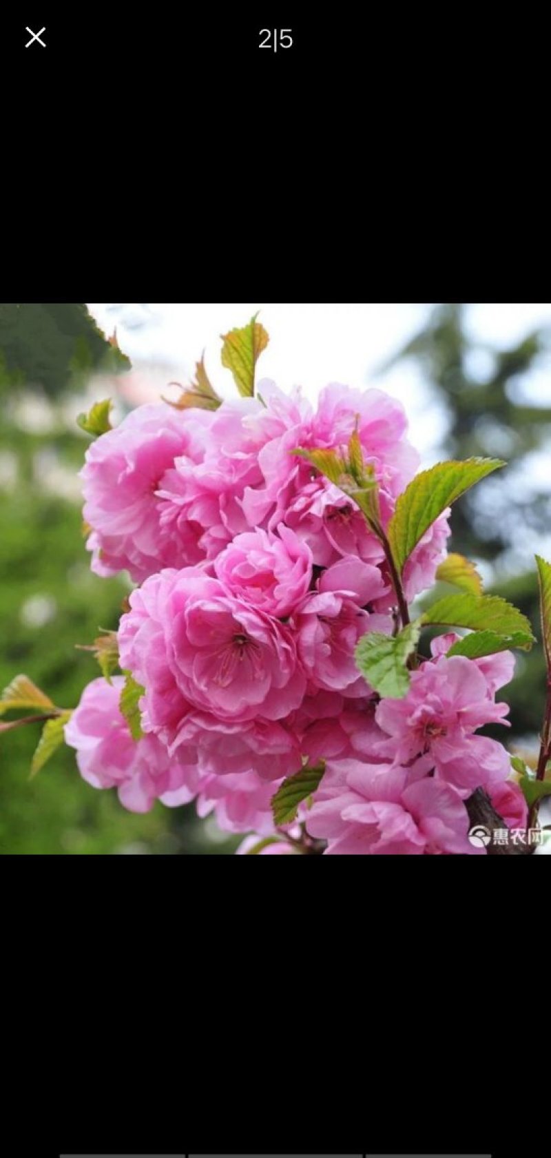 日本樱花苗南北方种植樱花树苗盆栽花卉植物工程庭院绿化苗风