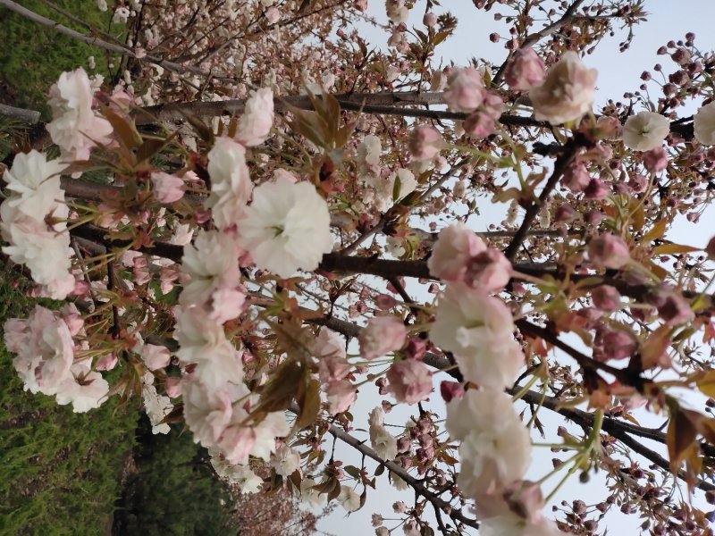 日本樱花苗南北方种植樱花树苗盆栽花卉植物工程庭院绿化苗风