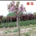 日本樱花苗南北方种植樱花树苗盆栽花卉植物工程庭院绿化苗风