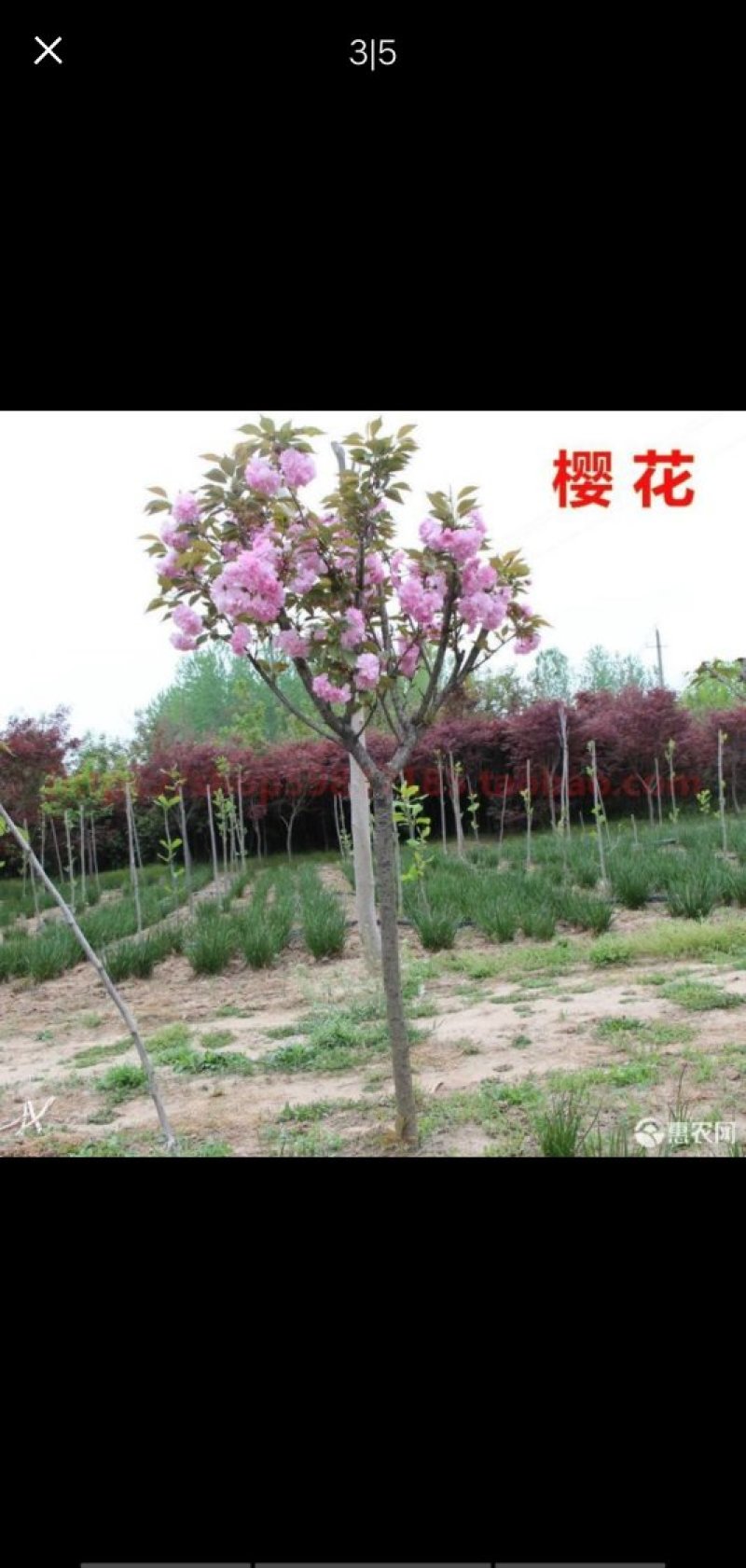 日本樱花苗南北方种植樱花树苗盆栽花卉植物工程庭院绿化苗风