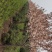 日本樱花苗南北方种植樱花树苗盆栽花卉植物工程庭院绿化苗风