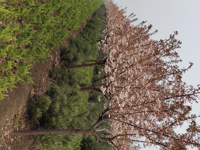 日本樱花苗南北方种植樱花树苗盆栽花卉植物工程庭院绿化苗风