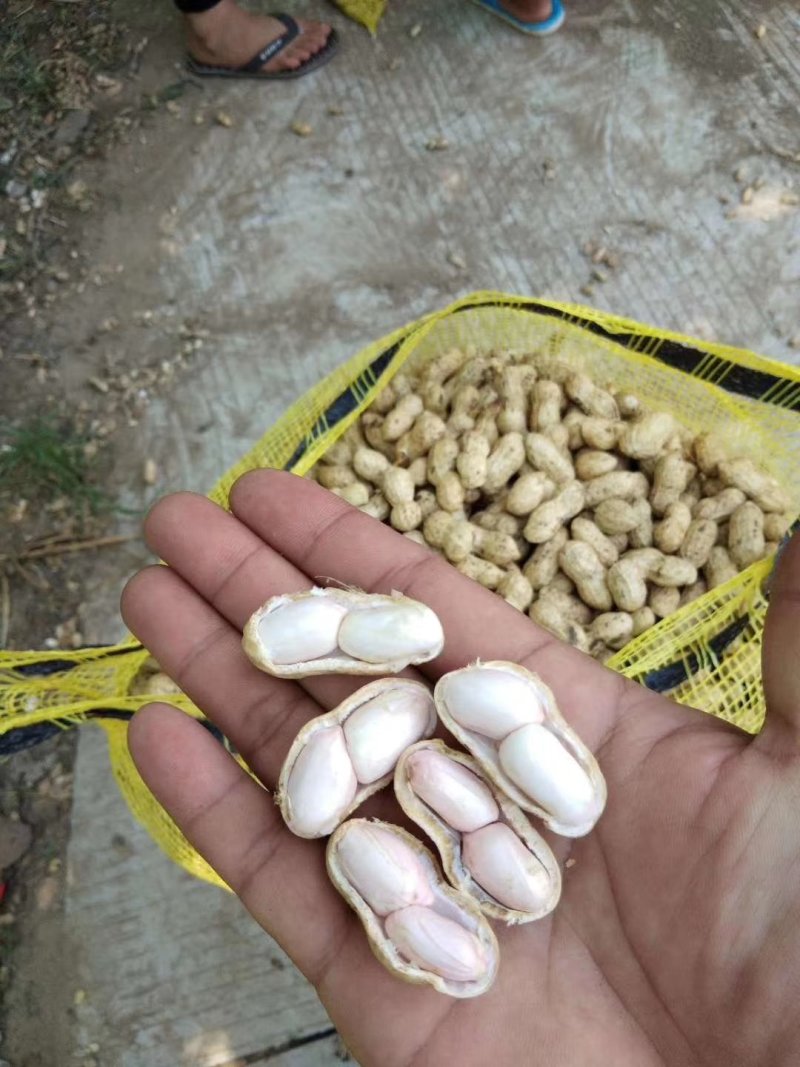 【商超】海花，鲜货带壳，过筛手捡精品果江苏花生