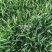 真草坪带泥土庭院绿化植物草皮草籽供应草坪草种草籽供应