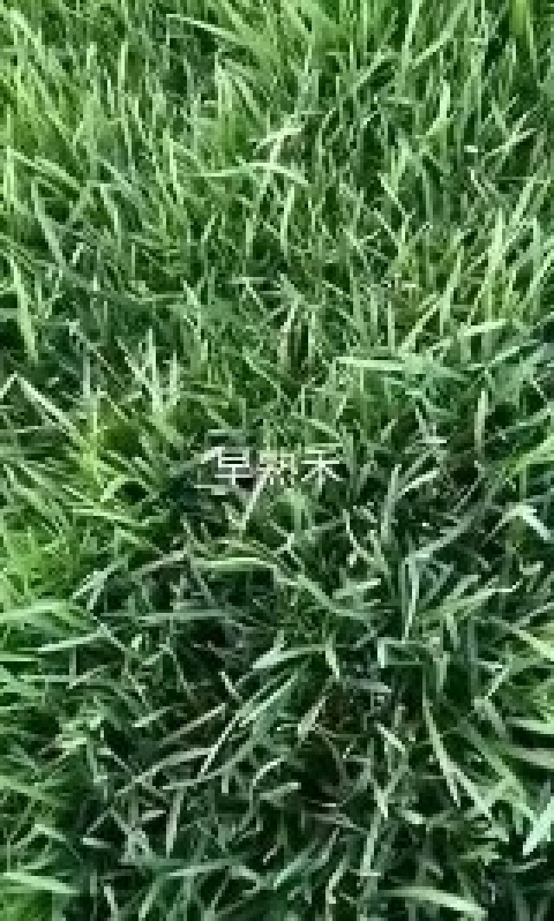 真草坪带泥土庭院绿化植物草皮草籽供应草坪草种草籽供应