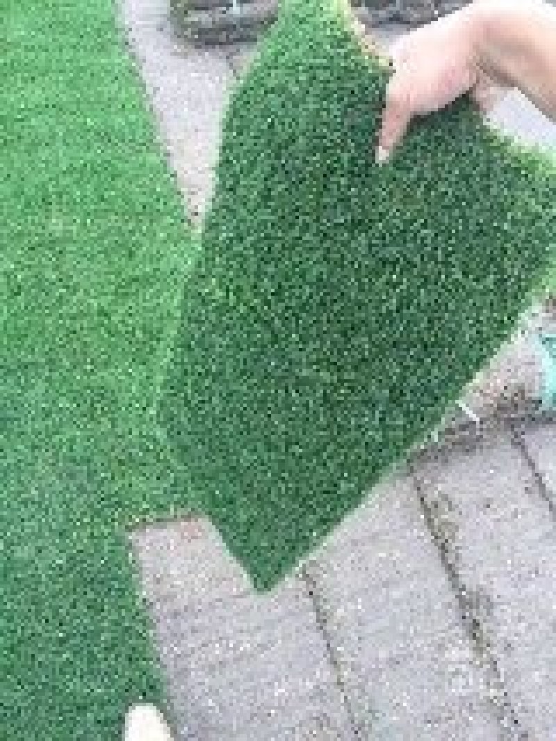 真草坪带泥土庭院绿化植物草皮草籽供应草坪草种草籽供应