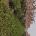 日本樱花苗南北方种植樱花树苗盆栽花卉植物工程庭院绿化苗风