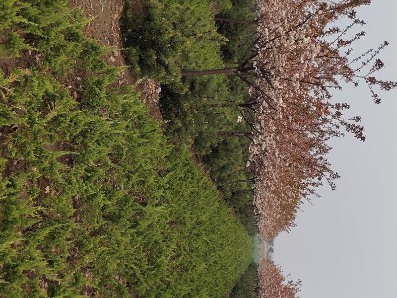 日本樱花苗南北方种植樱花树苗盆栽花卉植物工程庭院绿化苗风