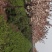 日本樱花苗南北方种植樱花树苗盆栽花卉植物工程庭院绿化苗风