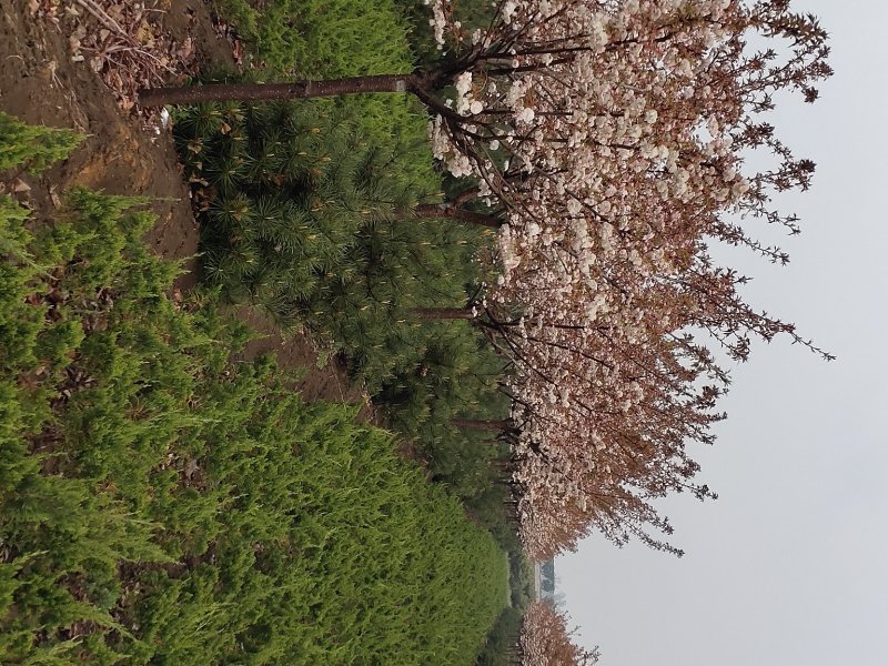 日本樱花苗南北方种植樱花树苗盆栽花卉植物工程庭院绿化苗风