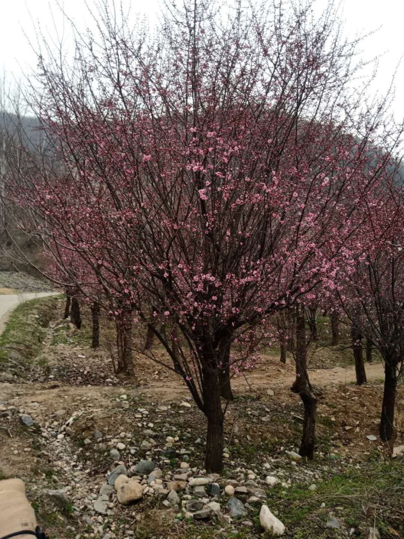 红梅适用全国各地种植。可提供技术种植技术。占地100亩。