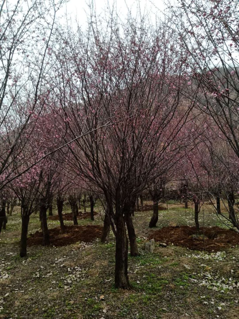 红梅适用全国各地种植。可提供技术种植技术。占地100亩。