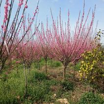 红梅适用全国各地种植。可提供技术种植技术。占地100亩。