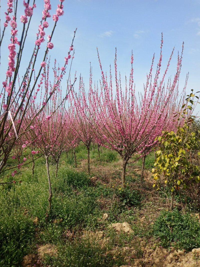 红梅适用全国各地种植。可提供技术种植技术。占地100亩。